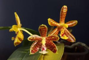 Phalaenopsis Paul Vincent