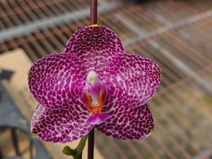 Phalaenopsis Zheng Min Sapphire