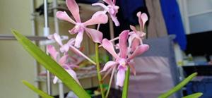 <i>Vanda</i> falcata-limbata