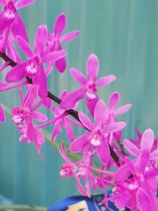 Renfadenia Jiali Little Beauty