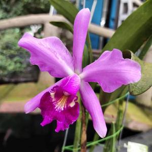 Cattleya Mainau-Zauber