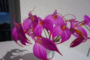 Masdevallia Bella Donna