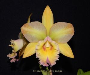 Rhyncholaeliocattleya Majestic Light