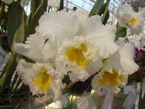 Rhyncholaeliocattleya Burdekin Wonder