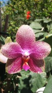 Phalaenopsis Formosa San Fan