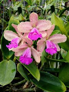 Cattleya Sandra Turner