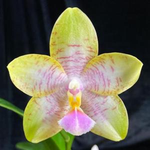 Phalaenopsis Pylo's Pax