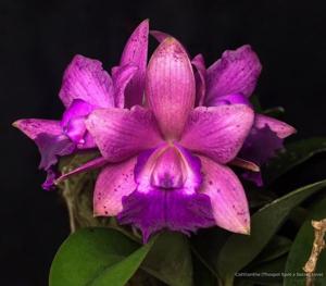 Cattlianthe Thospol Spot-Secret Love
