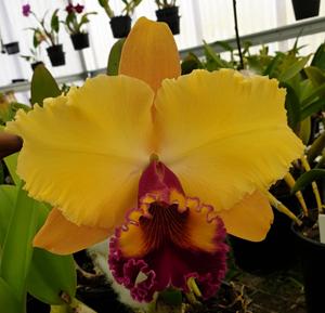 Rhyncholaeliocattleya Mount Isa