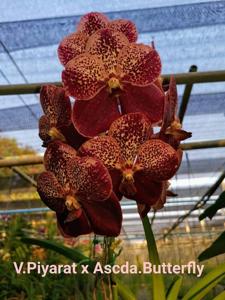 Vanda Piyafly