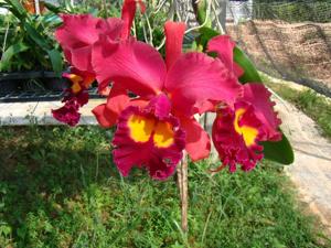 Cattleya Waianae Sunset