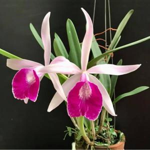 Brassocattleya Clear Stars