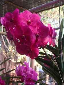 Vanda Doctor Anek