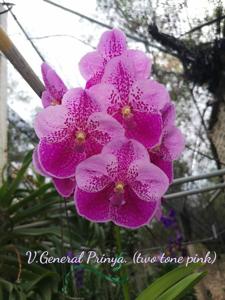 Vanda General Prinya