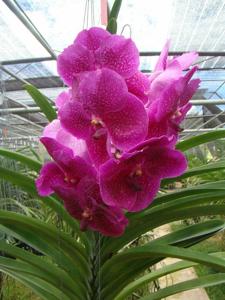 Vanda Pat Delight