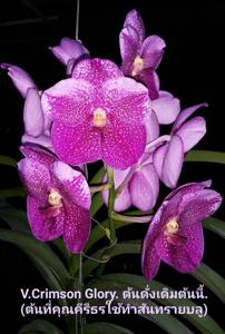 Vanda Crimson Glory