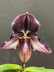 Paphiopedilum Hanoi Fairy