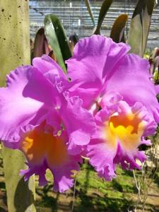 Rhyncholaeliocattleya Triumphal Coronation