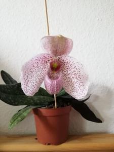 Paphiopedilum Vanda M. Pearman