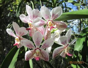 Vanda Manila