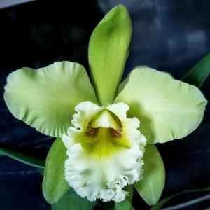 Prosrhyncholeya Orchidom Green Glade