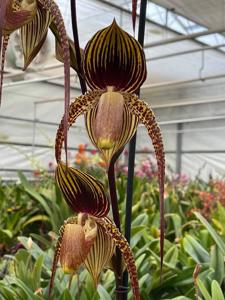 Paphiopedilum Wössner Black Wings