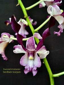 Dendrobium Black Scorpion
