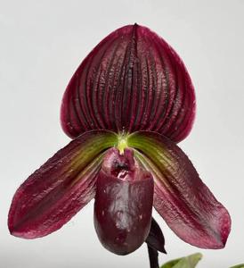 Paphiopedilum Nebbiolo