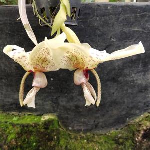 Stanhopea Lydia Bush