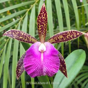 Brassocattleya nodosa-Mark Jones