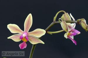 Phalaenopsis Braquestris Melmi