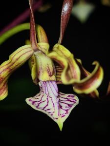 Dendrobium Nagarakretagama