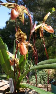 Paphiopedilum Lefty Kei