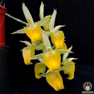 Catasetum Olga