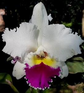 Rhyncholaeliocattleya Chian-Tzy Lass