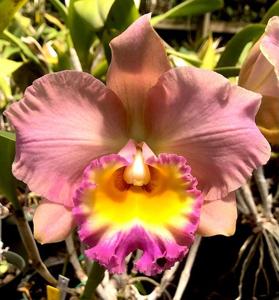 Rhyncholaeliocattleya Pisgah King