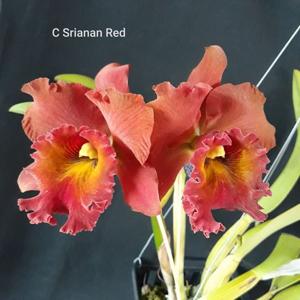 Rhyncholaeliocattleya Srianan