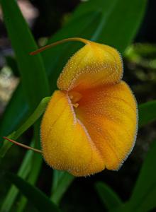 Masdevallia Golden Sun