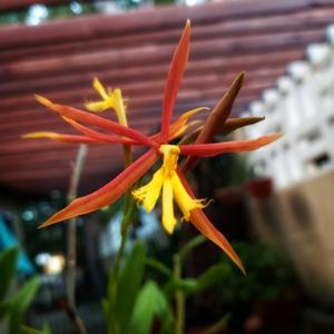 <i>Epidendrum</i> Fela Mae de Monte Sprock