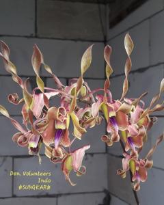 Dendrobium Volunteers Indo