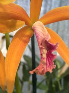 Cattleya Giselle Margarita