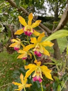 Encyphila Thelma Berg