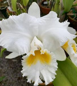 Cattleya Peter's Creek