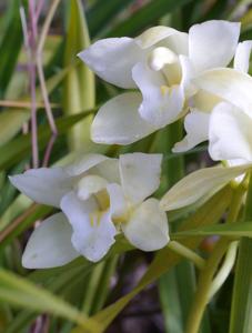 Cymbidium Memoria Jacqueline Oyston