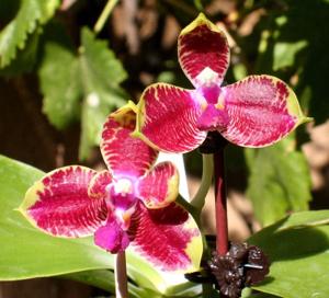 Phalaenopsis Evelyn Lee Pei Yee-KS Super Zebra