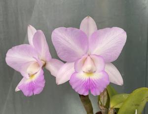 Cattleya Hamana Egret