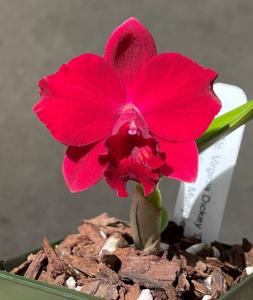 Rhyncholaeliocattleya Virginia Dickey-Higher Multiplier