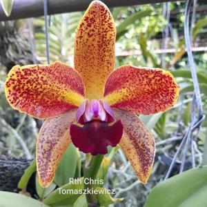 Rhyncholaeliocattleya Chris Tomaszkiewicz