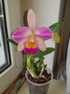 Cattleya purpurata-Peckaviensis