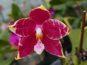 Phalaenopsis Zheng Min Leopard